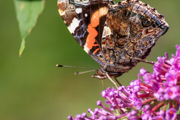 Beautiful monarch butterfly in romantic backlight on the blossoms of a pink lilac in summer shows its filigree wings in the sunshine and pollinates the bloom isolated with much copy space