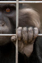 A Portrait Of A Black Crested Mangabey In A Cage