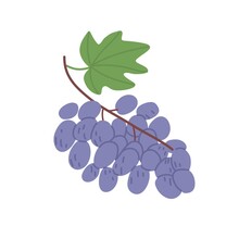 Purple Grapes Bunch Hanging And Growing On Branch With Leaf. Fresh Ripe Berry Cluster On Twig. Flat Vector Illustration Of Sweet Summer Fruits Isolated On White Background