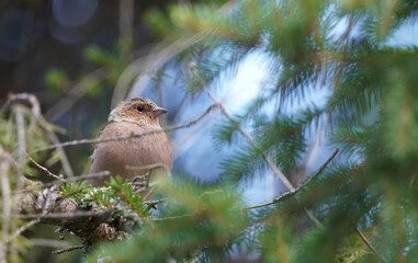 finch on a tree in the forest