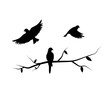 Flying birds silhouette on a branch and flying bird, vector. Birds illustration, illustration. Wall decals, art decoration, wall artwork. Birds silhouette on branch isolated on white background