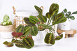 Tropical 'Maranta Leuconeura Tropical 'Maranta Leuconeura Fascinator' houseplant with leaves with exotic red stripe pattern with other home decor items