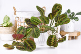 Fototapeta  - Tropical 'Maranta Leuconeura Tropical 'Maranta Leuconeura Fascinator' houseplant with leaves with exotic red stripe pattern with other home decor items