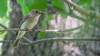 Wall Mural - gray flycatcher on a tree in the forest