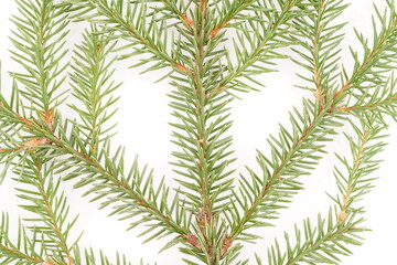  spruce branches on a white background