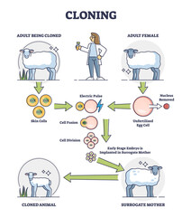 Wall Mural - cloning process explanation with adult sheep creation stages outline diagram. labeled educational ar