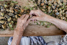 old woman's hands gathering almonds