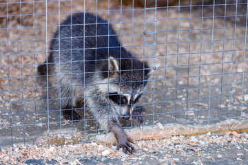 Sticker - raccoon stuck his legs out of the cage