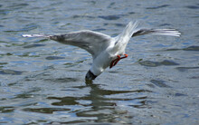 Black Headed Seagull Diving For Food 