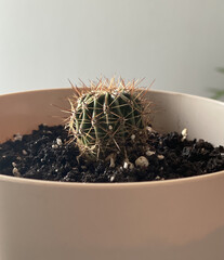 Wall Mural - Closeup of a small cactus in a pot