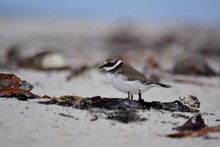 A Little Ringed Plover At The Beach Between Dry Seagrasses