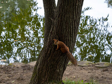 A Tame Squirrel In The Vorontsov Park Prepares Food For The Winter