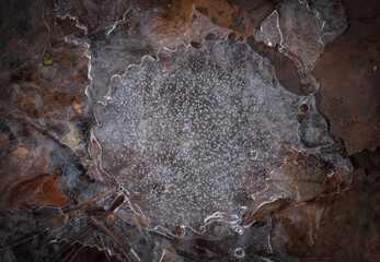 Wall Mural - Closeup of old brown leaf frozen in the ice in the forest
