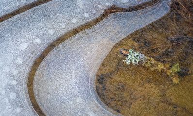 Sticker - 
Close-up of ice formations on frozen puddle (cat-ice). Pieces of wood and moss frozen in the ice
