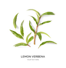 Creative Layout Made Of Lemon Verbena On The White Background. Flat Lay. Food Concept. Macro  Concept.