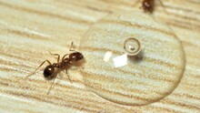 Group Of Ants Eating Clear Water Droplets, Macro Ant Or Close Up. Stock Video