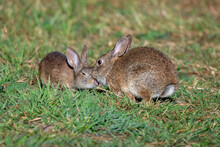 Two Cottontail Rabbits, One Kissing The Forehead Of The Other. Perhaps Mom Is Comforting Her Baby?