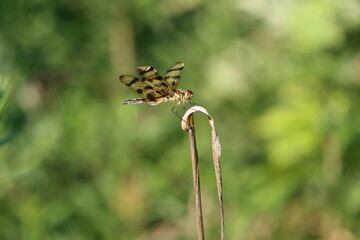 Wall Mural - A Halloween pennant dragonfly with a bent wing resting on dry leaf