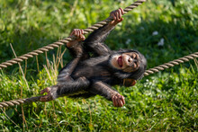 West African Baby Chimpanzee (Pan Troglodytes Verus) Playing With A Rope. Blurred Background.