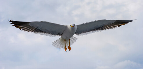 Canvas Print - White seagull soaring in the blue sky,Seagull flying.