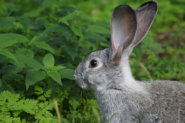 Close-up of the Grey rabbit sitting in sunny garden