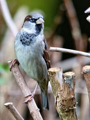 Canvas Print - Closeup of a house sparrow perched on bare tree branches