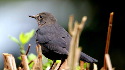 Sticker - Closeup of a blackbirdperched on bare tree branches