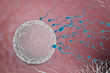 Sperm swimming towards the Ovum in a fallopian tube. 3D Illustration Rendering.