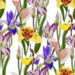 Seamless pattern with hand drawn yellow tigridia, tulips and irys flowers on white background.