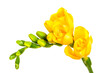 Yellow freesia flowers isolated on white background