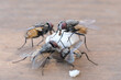 © Akin Ozcan - Houseflies eating food on brown table, four flies feeding outdoors.