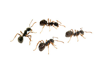 Wall Mural - Ant isolated on white.Formica rufa
