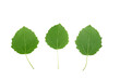 green leaf isolated on white