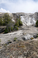 Wall Mural - thermal springs and limestone formations at mammoth hot springs in Wyoming in America