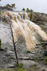 Wall Mural - thermal springs and limestone formations at mammoth hot springs in Wyoming in America