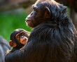 Portrait of a cute baby chimpanzee and her mother showing affection for each other