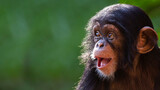 Fototapeta Zwierzęta - Close up portrait of a happy baby chimpanzee with a silly grin with room for text