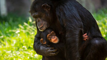 Portrait Of A Cute Baby Chimpanzee And Her Mother Showing Affection For Each Other