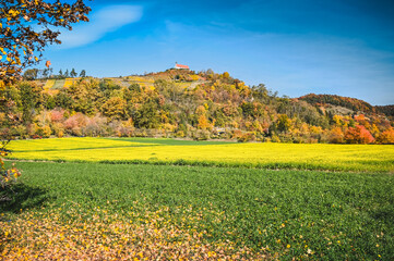 Scenic autumnal landscape of yellow blooming fields of white mustard and the St. Remigius chapel (Wurmlingen Chapel)