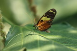 Fototapeta Zwierzęta - Butterflies from botanical gardens