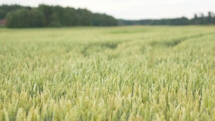 Landscape of poaceae blowing in the wind, green grass flower sway in the wind. Beautiful landscape and good weather. Big trees and Green grass background