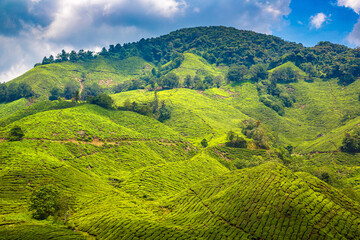 Poster - Beautiful Tea plantations