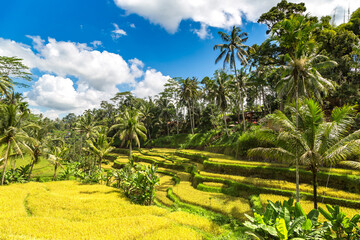 Canvas Print - Tegallalang rice terrace on Bali