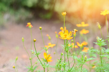 Many Beautiful Yellow Marigold flower with blurred green leaf nature background in the garden, Thailand.