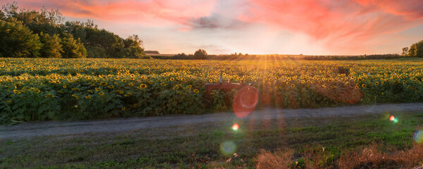 Sunflowers' field under sunset	