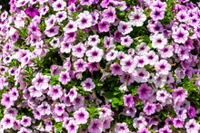 Background Of Petunias Flowers