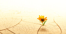 Dry Cracked Desert Soil With Single Flower Sprouting Up From The Desert. Concept Displaying Global Warming Or Climate Change, Hope In The Face Of Adversity, Determination, Or Environmental Issues.