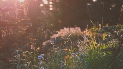 Wall Mural - insetcs, sunspots, and waving wild flowers on late afternoon mountaintop