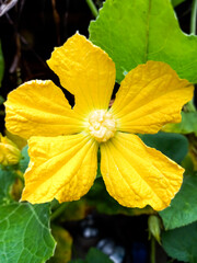 Wall Mural - Benincasa hispida flowers are yellow before becoming a suitable fruit for soup -themed cooking ingredients.