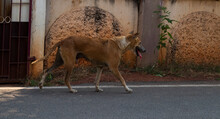 A  Hungry Stray Dog Walking On Street  